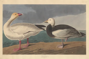 雪ガチョウ、1837